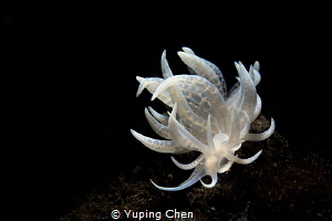 Aeolid Nudibranch(Phyllodesmium)/Tulamben, Indonesia/Cano... by Yuping Chen 